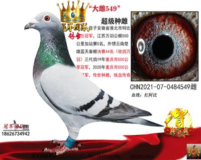 冠军姑姑红阿比大雌549