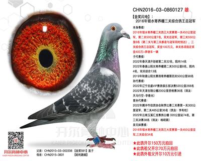 16年银水寄养棚三关鸽王冠军