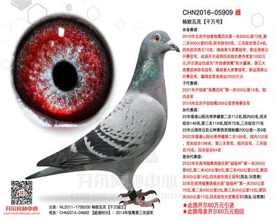 杨欧瓦克【千万号】开创四关综合鸽王10名