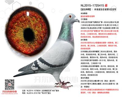 波治神鹰：本身波治全省第5区冠军