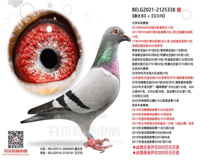 【康达多】×【艾尔玛】