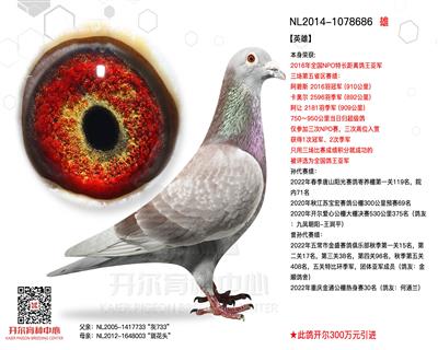 【英雄】2016年全国长距离鸽王亚军