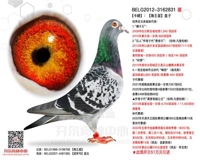 【卡磅】：【海王星】直子