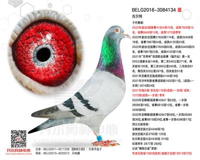 吉尔特