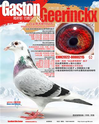 白头席韦斯特钻石