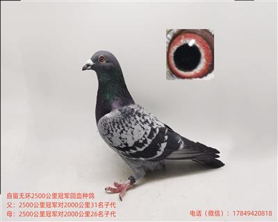 国血超远程吴淞2500公里冠军回血子二代