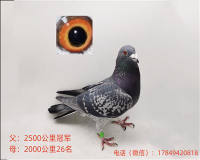 国血超远程吴淞2500公里冠军子代种鸽