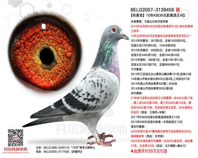 【布莱肯】KBDB长距离鸽王4位