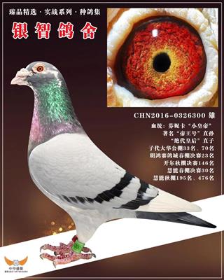 “绝代皇后”直子只供欣赏，不出售