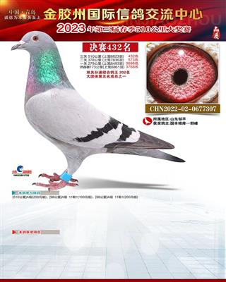 2023年春金胶州赛鸽公棚决赛432名
