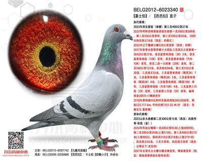 【嘉士伯】：【芭芭拉】直子