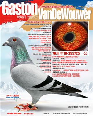 安特卫普王子直子