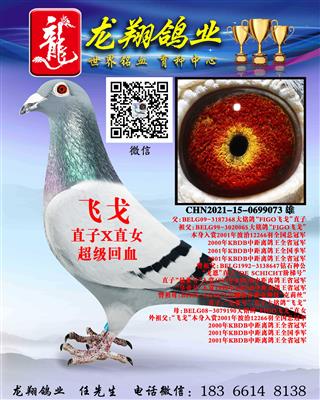 “飞戈”近亲直孙出售