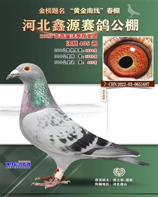 2023年鑫源公棚成绩鸽