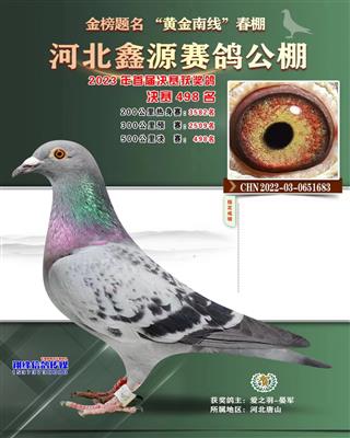 2023年鑫源公棚成绩鸽