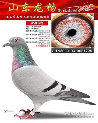 2023年龙畅公棚成绩鸽