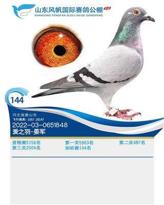 2023年风帆国际公棚成绩鸽