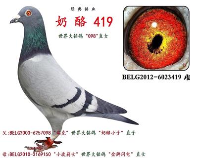 奶 酪 419