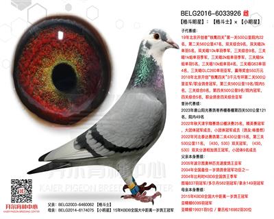 【格斗明星】：【格斗士】× 【小明星】