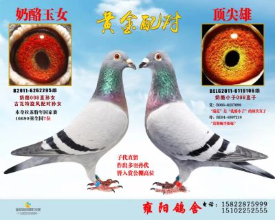 奶酪黄金育种配对