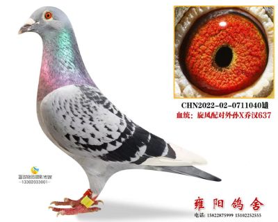 乔汉637X古瓦特旋风配对