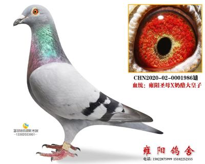 开尔鸽王同母半兄弟