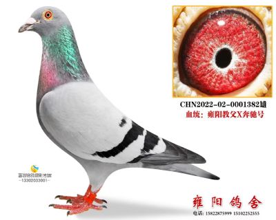 开尔鸽王同父半兄弟