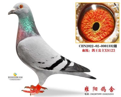 鸽王公主X9123
