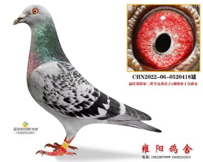 最佳基特尔X利奥