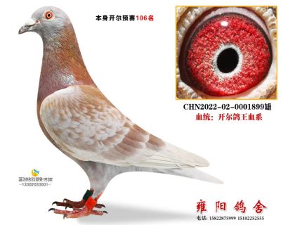 开尔公棚预赛106名