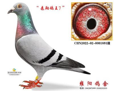 宁夏森翔公棚鸽王7名