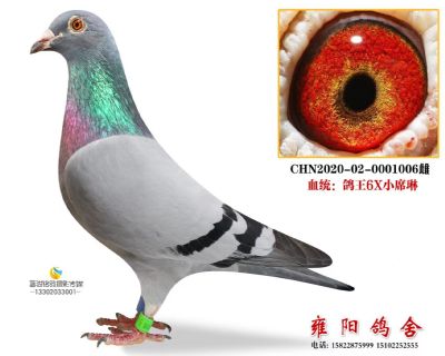 KBDB鸽王7近亲回血 鸽王7X鸽王6