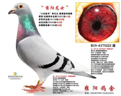 雍阳龙女 捷豹004家族