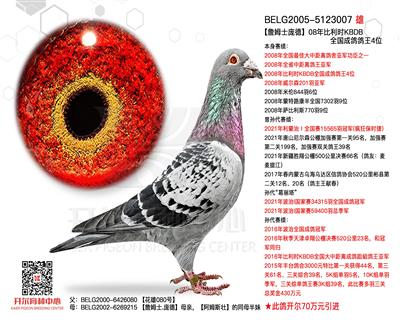 【詹姆士庞德】KBDB成鸽鸽王4位