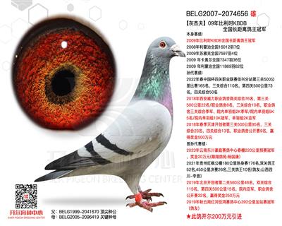 【灰杰夫】KBDB全国长距鸽王冠军