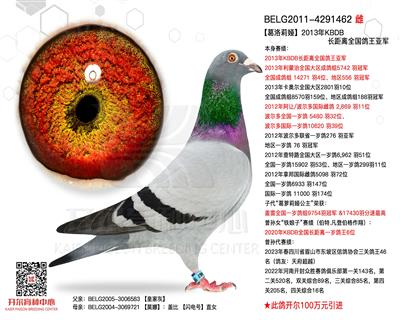 【葛洛莉娅】KBDB长距鸽王亚军