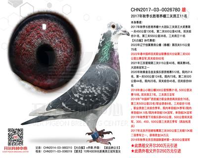 2017年秋季长胜寄养棚三关鸽王11名