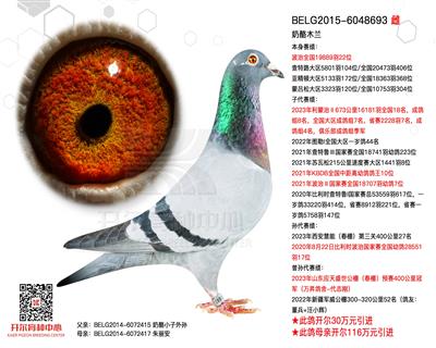 阿曼多配对雌—【奶酪木兰】