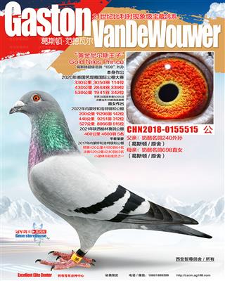 黄金尼尔斯兄弟