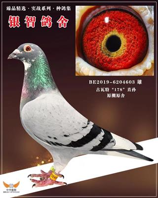 古瓦特原舍178直孙