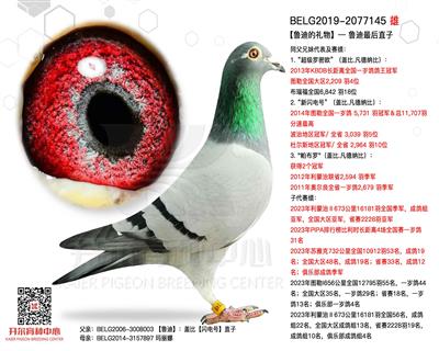 【鲁迪的礼物】— 鲁迪最后直子