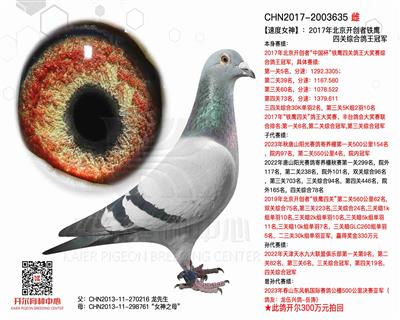 【速度女神】：17年开创者四关鸽王冠军