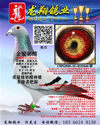 “奶酪小子”近亲直孙出售