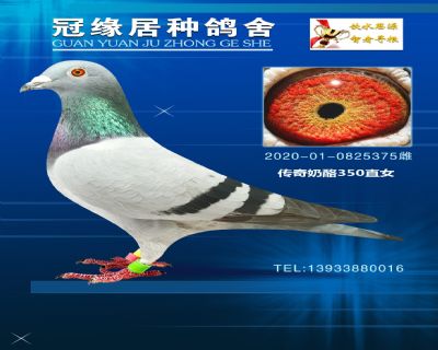 传奇奶酪350直女375