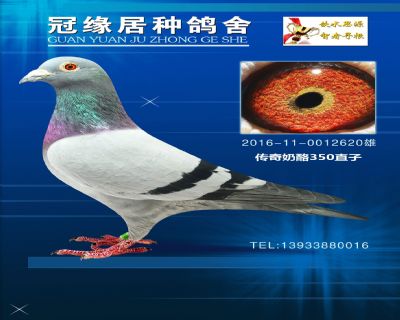 “奶酪098”直孙350直子