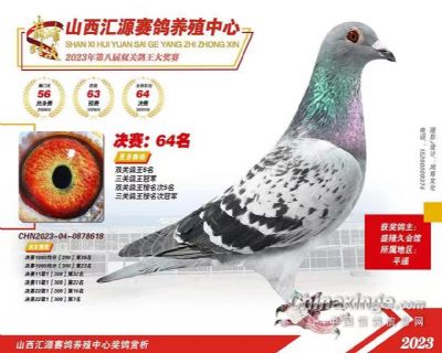 山西汇源公棚三关鸽王冠军