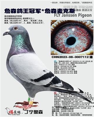 詹森德国鸽王*詹森麦克斯