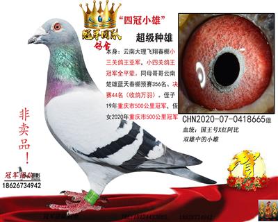 “国王号”主力小雄号--四冠小雄