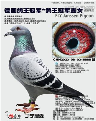 德国鸽王冠军*鸽王冠军直女