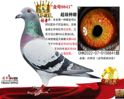 冠军团队：“胜者为王”金母生金母